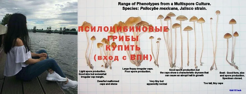 Галлюциногенные грибы Psilocybe  hydra сайт  Орёл  купить  